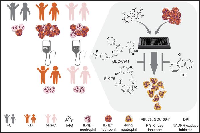 Immune response